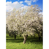 Mar Red Rome (Malus), pom fructifer mere rosii dulci tarziu rezistent