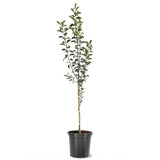 Mar Red Rome (Malus), pom fructifer mere rosii dulci tarziu rezistent