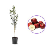 Mar Red Rome (Malus), pom fructifer mere rosii dulci tarziu rezistent