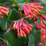 Mana Maicii Domnului/Caprifoi (Lonicera) Dropmore Scarlet, cu flori rosii, cataratoare