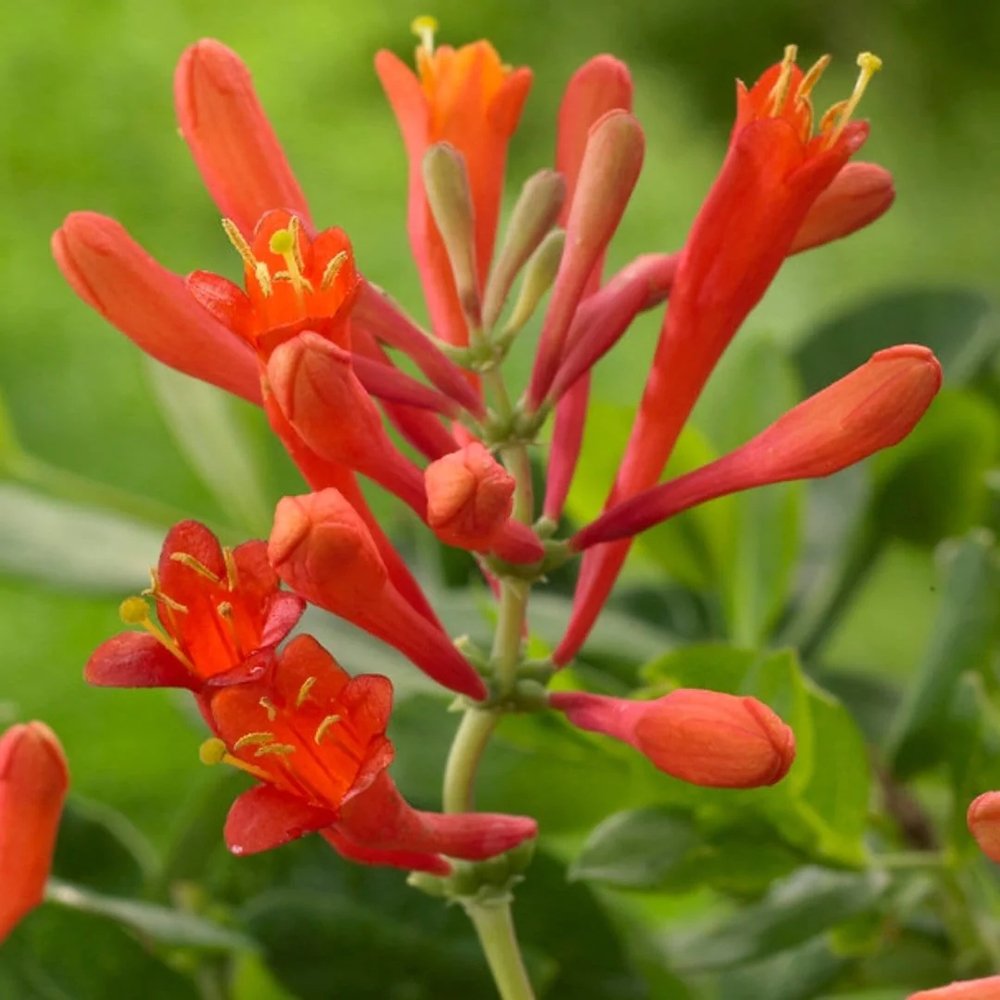 Mana Maicii Domnului/Caprifoi (Lonicera) Dropmore Scarlet, cu flori rosii, cataratoare
