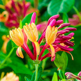 Mana Maicii Domnului/Caprifoi (Lonicera) Goldflame, cu flori roz-violet, cataratoare