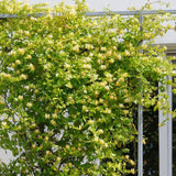 Mana Maicii Domnului/Caprifoi (Lonicera) Halliana, cu flori alb-galben, cataratoare