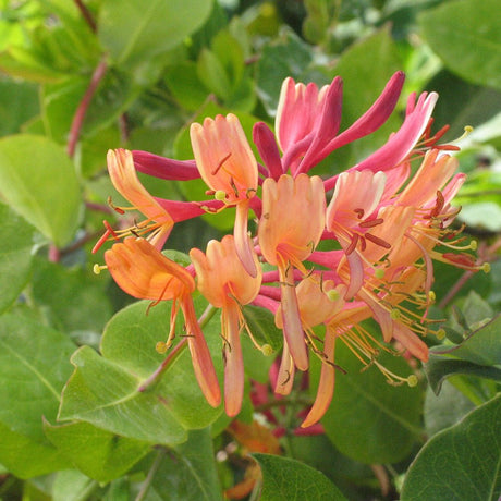 Mana Maicii Domnului/Caprifoi (Lonicera) Mandarin, cu flori portocalii, cataratoare