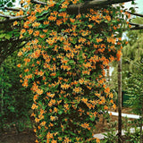 Mana Maicii Domnului/Caprifoi (Lonicera) Mandarin, cu flori portocalii, cataratoare