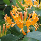 Mana Maicii Domnului/Caprifoi (Lonicera) Tellmaniana, cu flori galbene-aurii, cataratoare