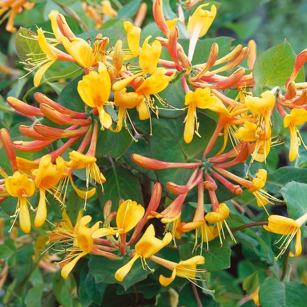 Mana Maicii Domnului/Caprifoi (Lonicera) Tellmaniana, cu flori galbene-aurii, cataratoare