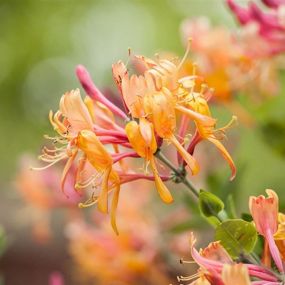 Mana Maicii Domnului/Caprifoi (Lonicera) American Beauty, cataratoare
