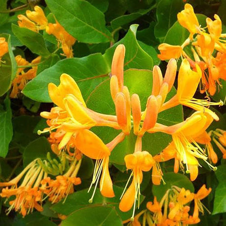 Mana Maicii Domnului/Caprifoi (Lonicera) Copper Beauty, cu flori galben-bronz, cataratoare