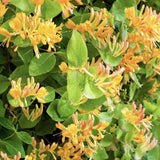 Mana Maicii Domnului/Caprifoi (Lonicera) Copper Beauty, cu flori galben-bronz, cataratoare
