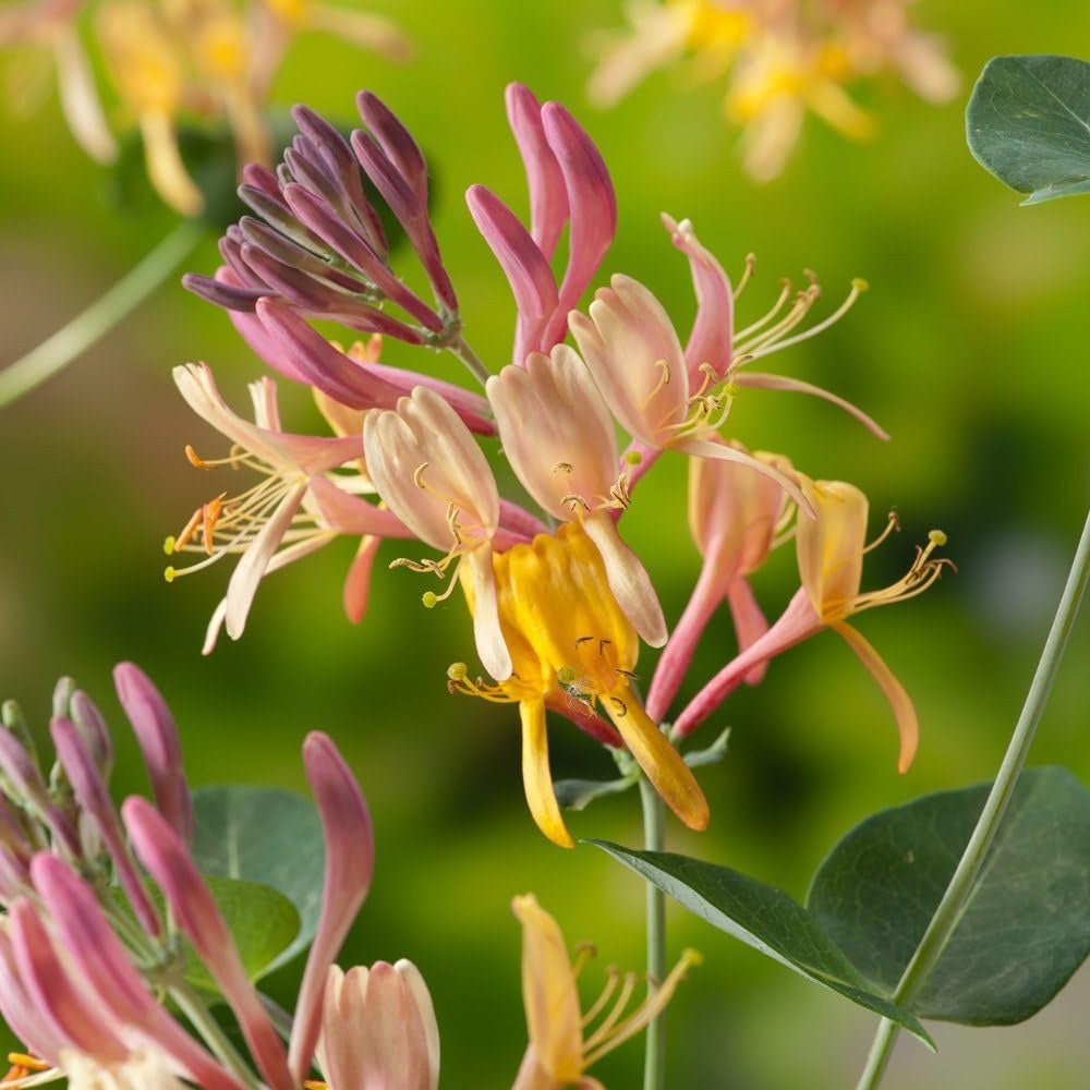 Mana Maicii Domnului/Caprifoi (Lonicera) Henryi, cu flori rosu-galbui, cataratoare