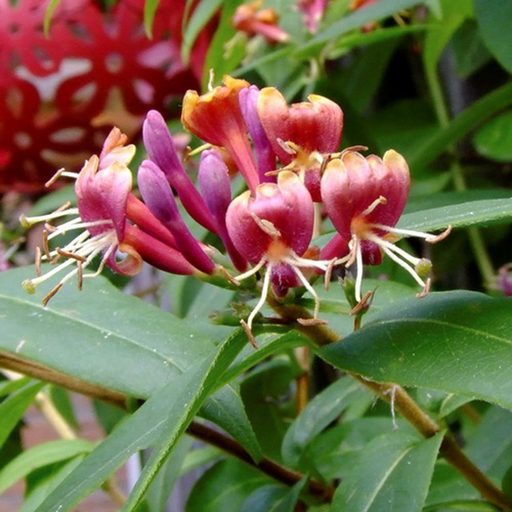 Mana Maicii Domnului/Caprifoi (Lonicera) Henryi, cu flori rosu-galbui, cataratoare