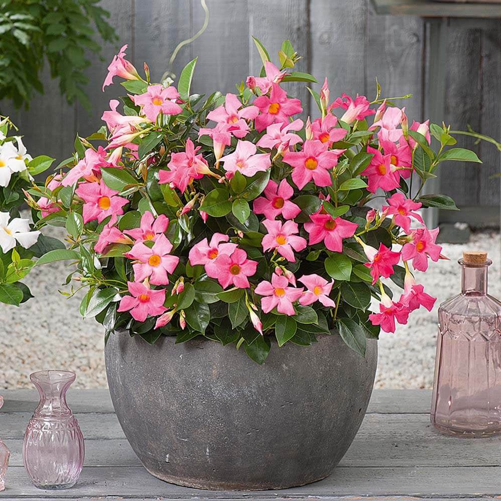 Iasomie Chilean Mandevilla Rio Pink Roz (Dipladenia)