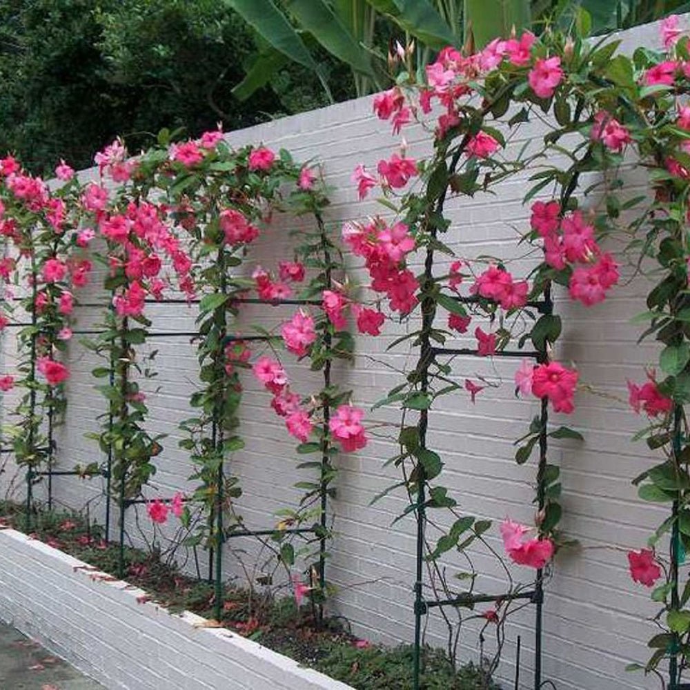 Iasomie Chilean Mandevilla Rio Pink Roz (Dipladenia)