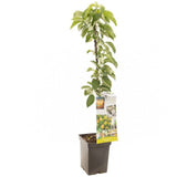 Mar Bolero (Malus Bolero), cu fructe dulci