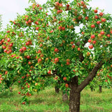 Mar Braeburn (Malus), cu fructe dulci-acrisori