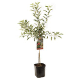 Mar Braeburn (Malus), cu fructe dulci-acrisori