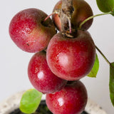 Mar Columnar (Malus) Maypole, cu fructe rosii dulci-acrisor