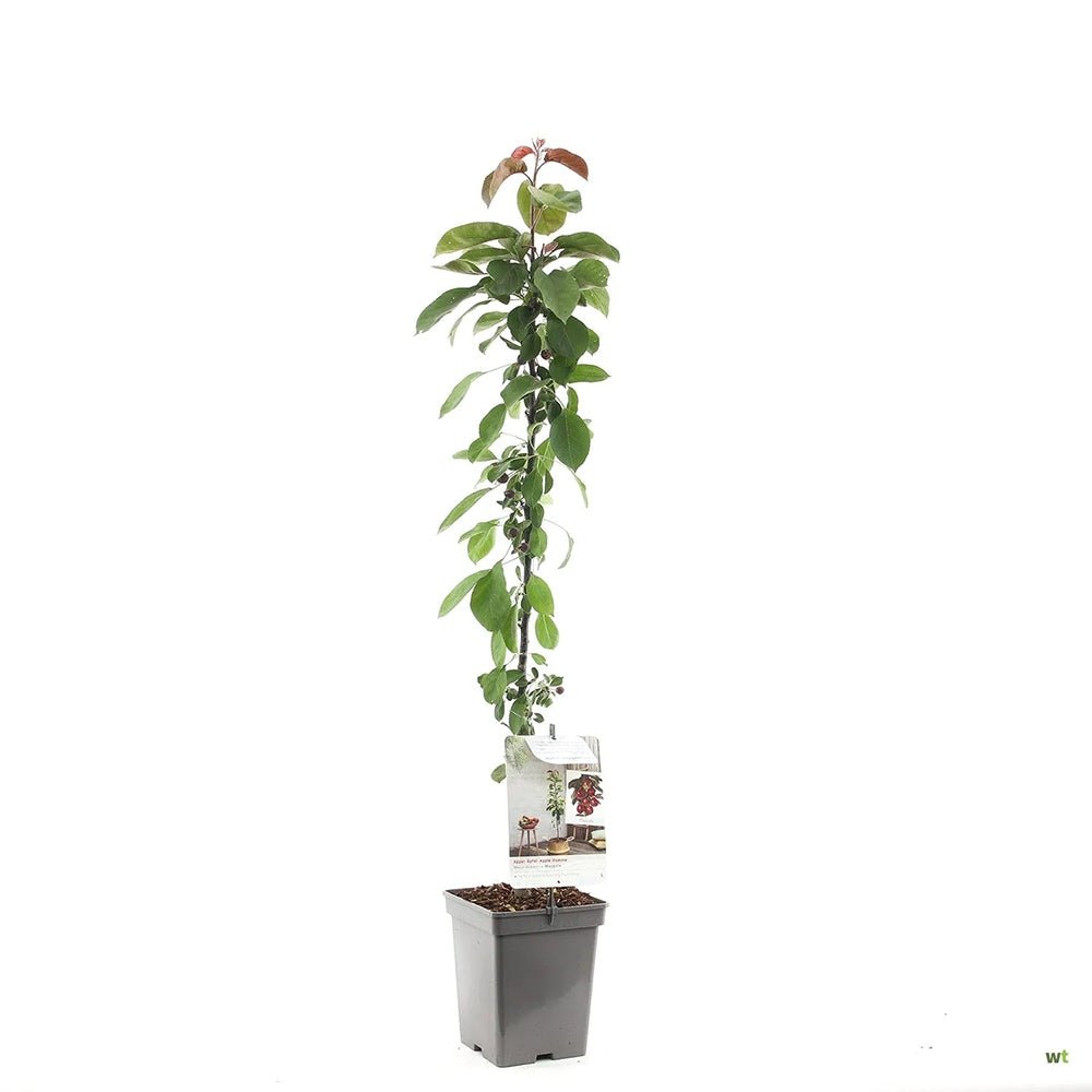 Mar Columnar (Malus) Maypole, cu fructe rosii dulci-acrisor