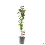 Mar Columnar (Malus) Maypole, cu fructe rosii dulci-acrisor