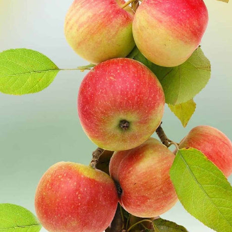 Mar Columnar (Malus) Polka, cu fructe dulci-acrisor rosii-verzui