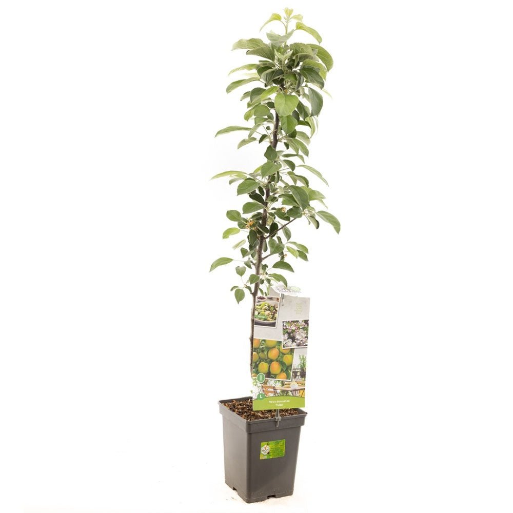 Mar Columnar (Malus) Polka, cu fructe dulci-acrisor rosii-verzui