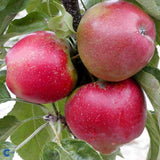 Mar Columnar (Malus) Polka, cu fructe dulci-acrisor rosii-verzui