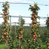 Mar Columnar (Malus) Polka, cu fructe dulci-acrisor rosii-verzui