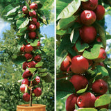 Mar Columnar (Malus) Redcats, cu fructe dulci-acrisor rosii