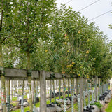 Mar Elstar (Malus Domestica), cu fructe dulci-acrisoare rosii