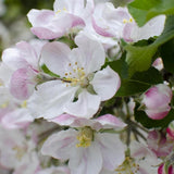 Mar Elstar (Malus Domestica), cu fructe dulci-acrisoare rosii