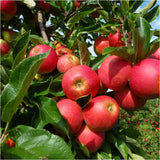 Mar Elstar (Malus Domestica), cu fructe dulci-acrisoare rosii