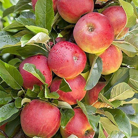 Mar Elstar (Malus Domestica), cu fructe dulci-acrisoare rosii