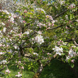 Mar Jonagold (Malus domestica), cu fructe dulci-acrisor