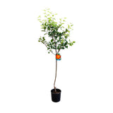 Mar Jonagold (Malus domestica), cu fructe dulci-acrisor