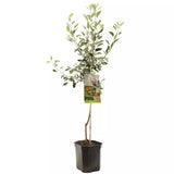 Mar (Malus) Cox's Orange Pippin, cu fructe dulci-acrisor