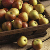 Mar (Malus) Cox's Orange Pippin, cu fructe dulci-acrisor