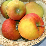 Mar (Malus) Delcorf, cu fructe dulci