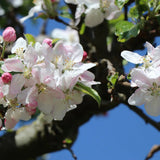 Mar (Malus) Delcorf, cu fructe dulci