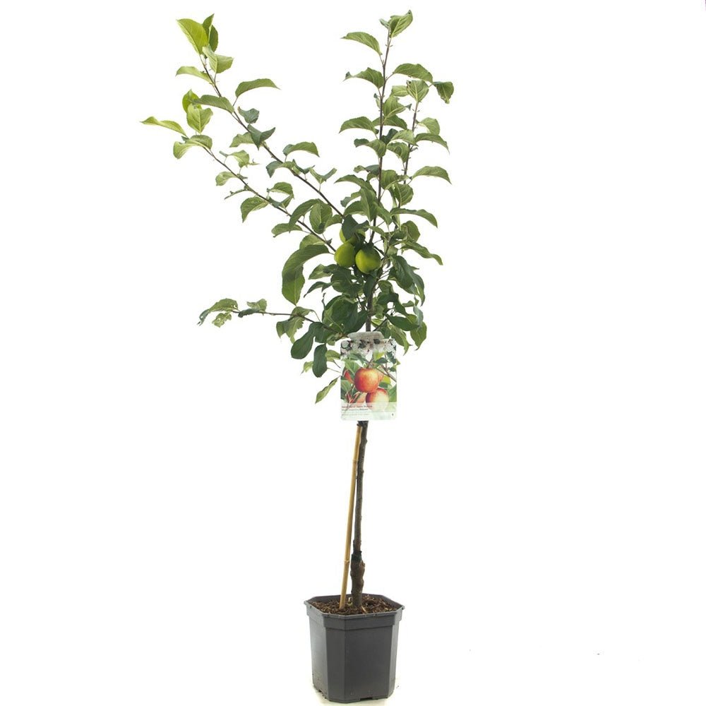 Mar (Malus) Delcorf, cu fructe dulci