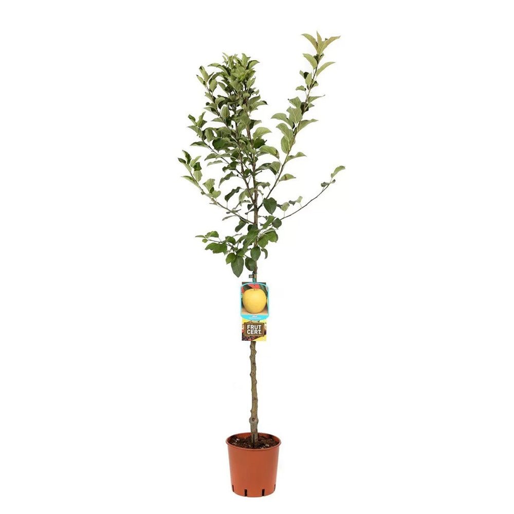 Mar (Malus) Golden Delicious, cu fructe dulci