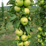 Mar (Malus) Greencats, cu fructe ducli-acrisor
