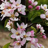 Mar (Malus) Greencats, cu fructe ducli-acrisor