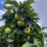Mar (Malus) Greencats, cu fructe ducli-acrisor