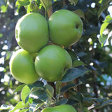 Mar (Malus) Greencats, cu fructe ducli-acrisor