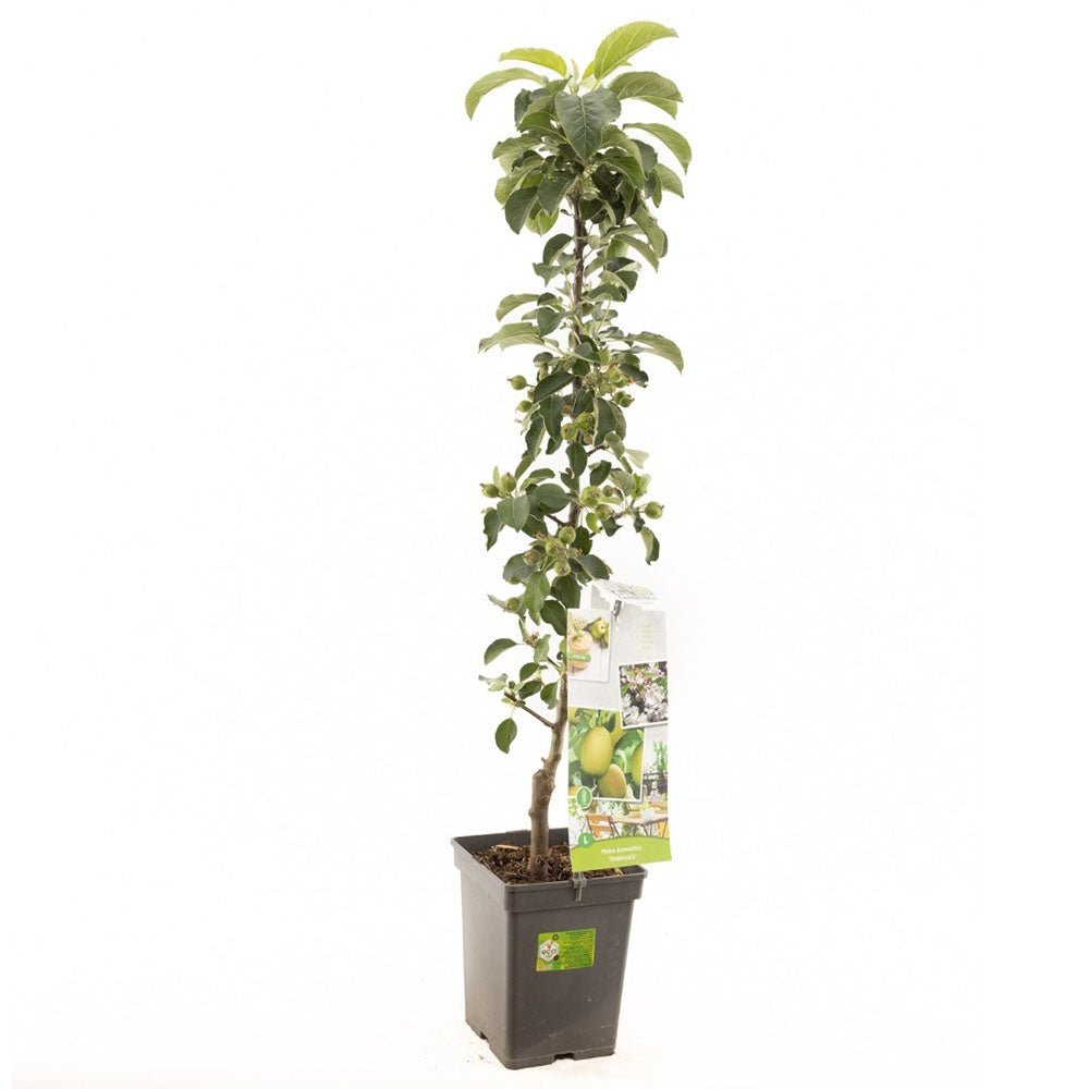 Mar (Malus) Greencats, cu fructe ducli-acrisor