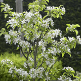 Mar (Malus) James Grieve, cu fructe dulci acrisor