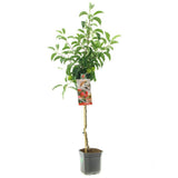 Mar (Malus) Pinova, cu fructe dulci-acrisor portocalii-roscat