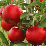 Mar (Malus) Summerred, cu fructe dulci rosii