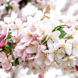 Mar (Malus) Sweet Love, cu fructe dulci-acrisor rosii